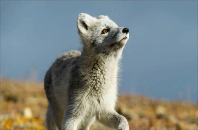 7天远征地球最北端穿越三岛两国已成团ky开元棋牌2026年7月出发！3(图20)